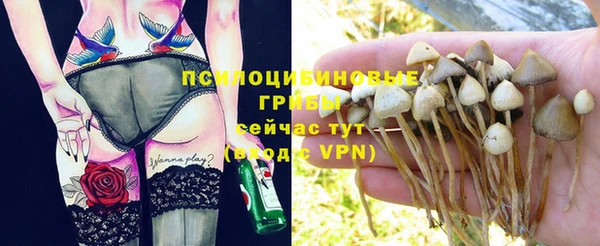 стаф Верея